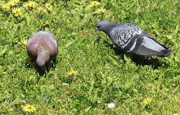 640px-Pigeons_on_the_grass_in_Lisbon