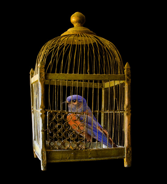 cage-ge4c47a129_192048QDnIwxRfDwD